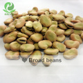 China Qinghai Origin dry broad beans/Fava Beans